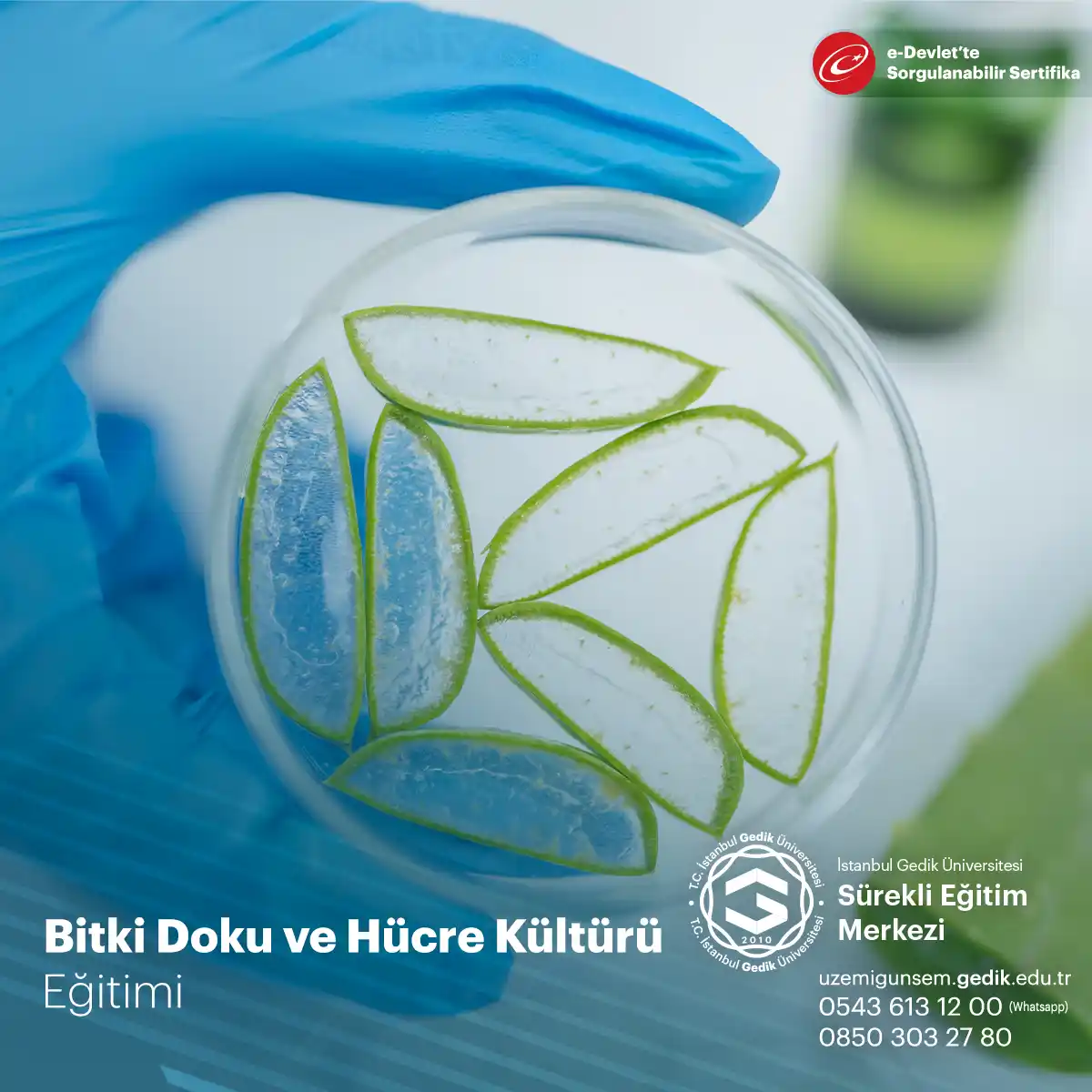 Bitki Doku ve Hücre Kültürü Eğitimi Sertifikası